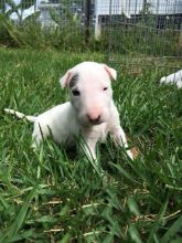 Bull Terrier Puppies