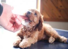 Cavapoo Puppies