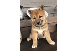 Charming male and female Shiba Inu puppies