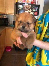 Chow Chow Puppies