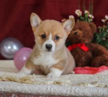 Corgi Puppies