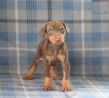 Doberman Pinscher Puppies