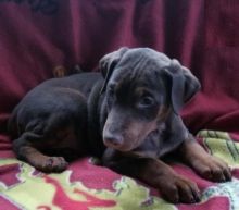 Doberman Pinscher Puppies