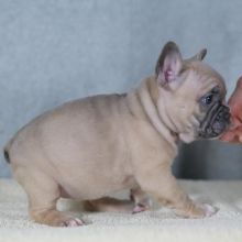 French Bulldog Puppies