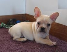 French Bulldog Puppies