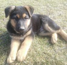 German Shepherd Puppies