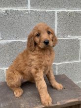 Goldendoodle Puppies