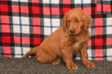 Goldendoodle Puppies