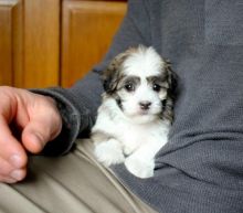 Havanese Puppies