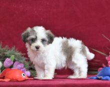 Havanese Puppies