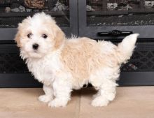 Havanese Puppies