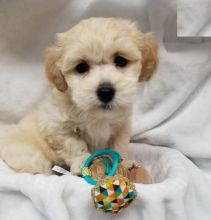 Havanese Puppies