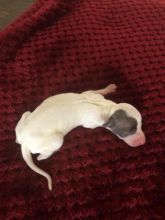 Italian Greyhound Puppies