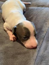 Italian Greyhound Puppies