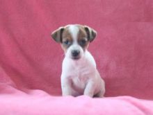 Jack Russell Terrier Puppies