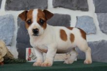 Jack Russell Terrier Puppies