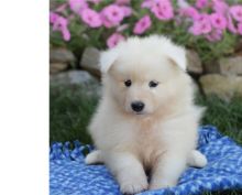 male and female Samoyed puppies