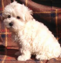 Maltipoo Puppies