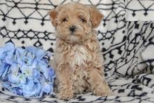 Maltipoo Puppies