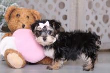 Morkie Puppies