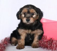 Morkie Puppies