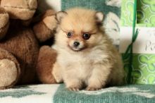 Pomeranian Puppies