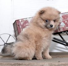 Pomeranian Puppies