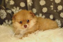 Pomeranian Puppies