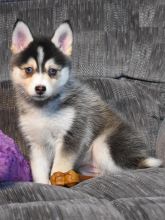 Pomsky Puppies