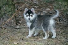 Pomsky Puppies