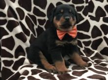 Rottweiler Puppies