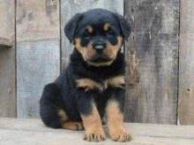 Rottweiler Puppies