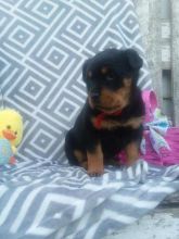 Rottweiler Puppies