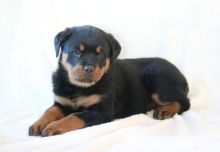 Rottweiler Puppies