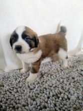 Saint Bernard Puppies