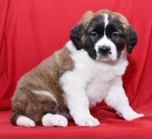 Saint Bernard Puppies