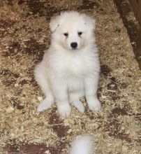 Samoyed Puppies