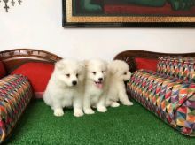 Samoyed Puppies