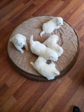 Samoyed Puppies