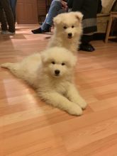 Samoyed Puppies