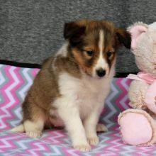 Sheltie Puppies