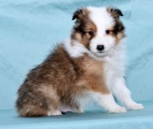 Sheltie Puppies