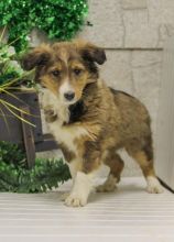 Sheltie Puppies