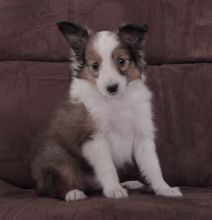 Sheltie Puppies