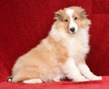 Sheltie Puppies