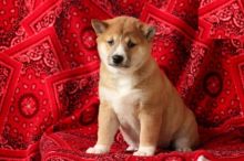 Shiba Inu Puppies