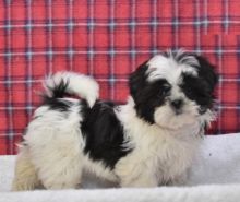 Shih Tzu Puppies