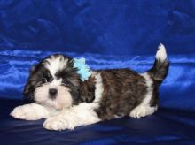 Shih Tzu Puppies