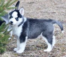 Siberian Husky Puppies