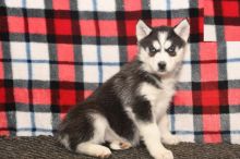 Siberian Husky Puppies